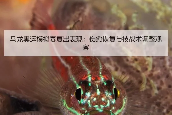 马龙奥运模拟赛复出表现：伤愈恢复与技战术调整观察